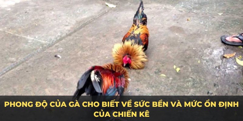 Phong độ của gà cho biết về sức bền và mức ổn định của chiến kê