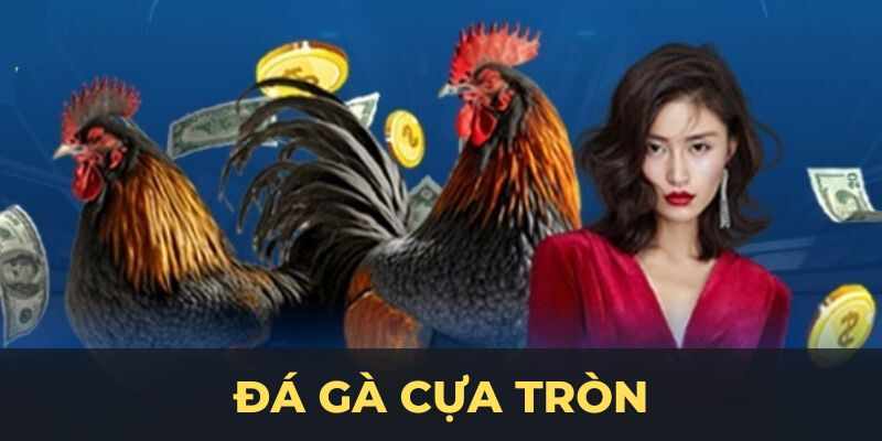 ĐÁ GÀ CỰA TRÒN VN88