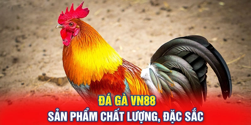 Trải nghiệm những màn chọi gà kịch tính